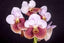 PACK OF 8 VANDA HYBRID SEEDLINGS