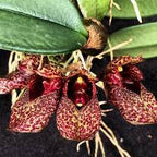 Bulbophyllum Frostii (Fragrant)
