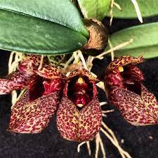 Bulbophyllum Frostii (Fragrant)