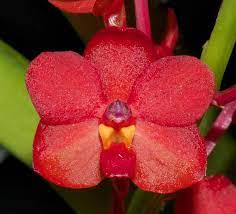 Vanda Sanderiana x Vanda Wilas