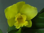 Potinara Memorial Gold 'Canary BM/JOGA X Encyclia tampensis Var. Alba 'Mendenhall'
