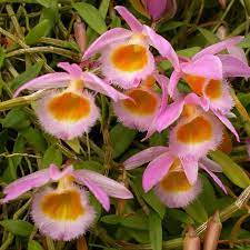 Dendrobium loddigesii (Fragrant)