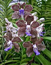 (IN SPIKE NOW) Vanda Mimi palmer X Insignis X Varut Leopard