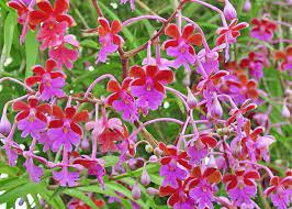 Epidendrum - Oerstedella Schweinfurthiana Main image