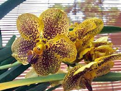 (IN SPIKE NOW) Vanda Mimi palmer X Insignis X Varut Leopard