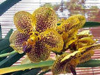 Vanda Varut Leopard x Suksamran Spot