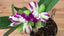Blc Yen Corona ‘Green Genie’