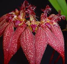 Bulbophyllum Rothschilidianum Dark