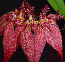 Bulbophyllum Rothschilidianum (Dark)