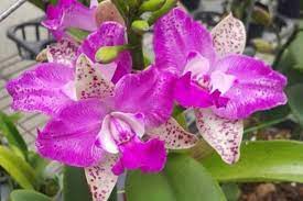 Cattleya Yuan Dung Sweet ‘Dragon Fruit’ Main image