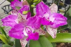 Cattleya Yuan Dung Sweet ‘Dragon Fruit’