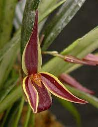 Pleurothallis Allenis (Species From Panama)