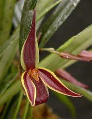 Pleurothallis Allenis (Species From Panama)