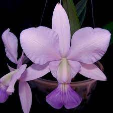 Cattleya Walkeriana Var. Coerulea Main image