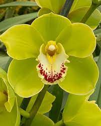 Cymbidium Laramie Joy 'Green Mist' x Cym. Green Dream 'Lipstick'