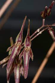 Pleurothallis Stricta (Species From Ecuador)