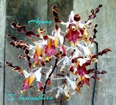 Dendrobium Amelia lim yu wei x lasianthera Secondary image