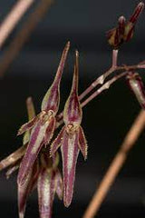 Pleurothallis Stricta (Species From Ecuador)