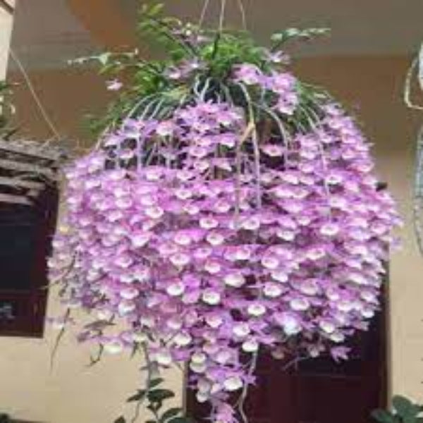 Dendrobium Pierardii  (Aphyllum) (Fragrant Species) Main image