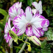 Dendrobium (Supanburi White X Burana White) X Enobi Purple
