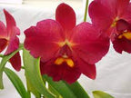 Rlc. Kozo's Scarlet 'Vieni'