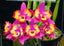 Cattleya Hawaiian Splash (Lea) Fragrant