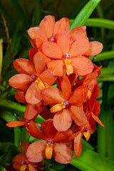 Ascocentrum Curvifolium