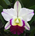 Lc. Mem. Robert Strait 'Blue Hawaii' (Fragrant )