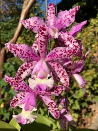 Spotted And Highly FragrantCattleya (Brabantiae)