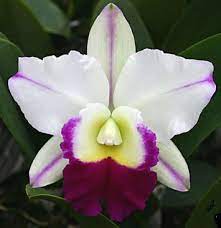 Lc. Mem. Robert Strait 'Blue Hawaii' (Fragrant )