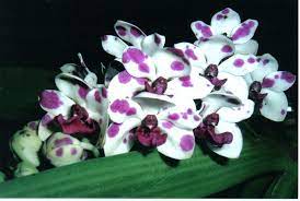 Rhynchostylis  Gigantea Panda