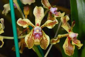 Vanda lamellata var. remediosae  (Fragrant)
