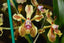 Vanda lamellata var. remediosae  (Fragrant)