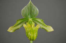 Paphiopedilum Venustum  Album