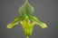 Paphiopedilum Venustum  Album