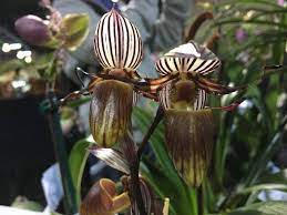 Paphiopedilum Glanduliferum X Paph. Saint Swithin Secondary image