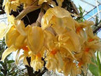 Stanhopea Graveolens (Fragrant Species)