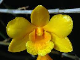 DENDROBIUM HANCOCKII – HONEY FRAGRANCE!