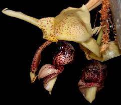 Stanhopea Insignis (Fragrant Species Brazil)