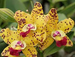 Orchid Flask ( Spotted Cattleya- C. Waianae Leopard X Jungle Gem X Ollies Folly)