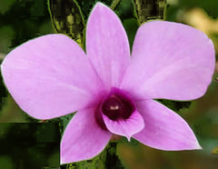 Vappodes Phalaenopsis ( Dendrobium Phalaenopsis)