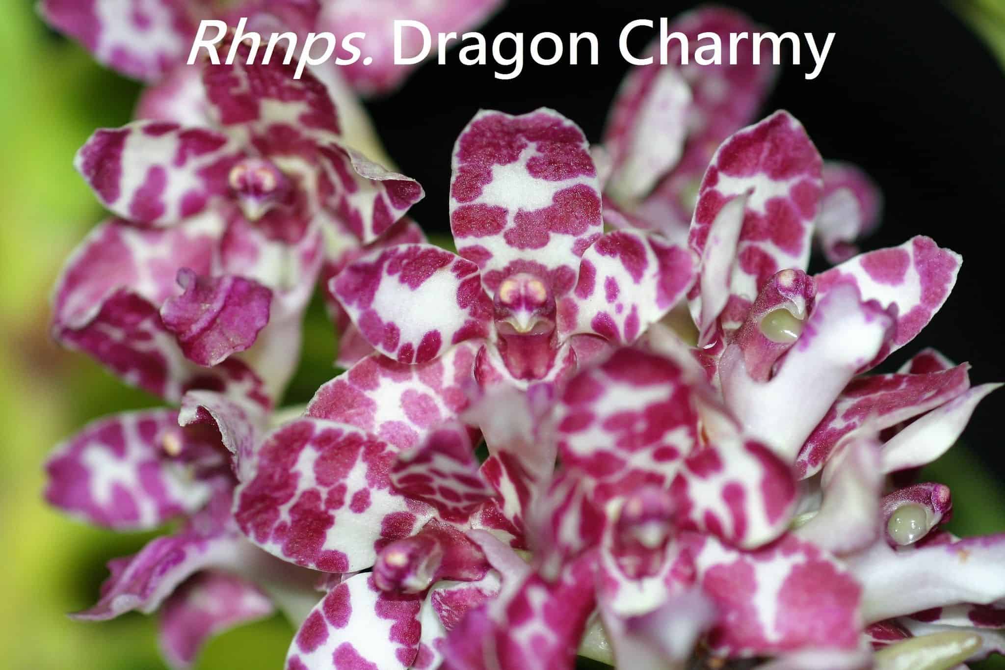 Fragrant  Rhnps.Dragon Charmy Main image
