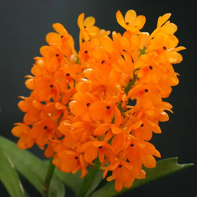 IN FLOWER! - Vanda miniata (Miniature - good for small areas)