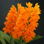 IN FLOWER! - Vanda miniata (Miniature - good for small areas)