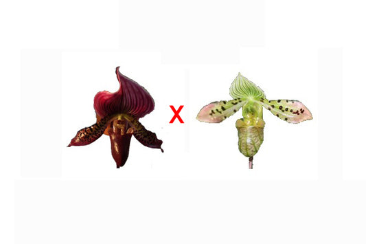 Paphiopedilum (Hung Sheng Bruno x Hsinying Web) x Venustrum