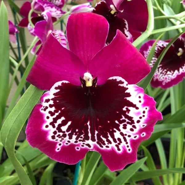 Miltoniopsis Morris Chestnut ‘HOF #6’ Main image