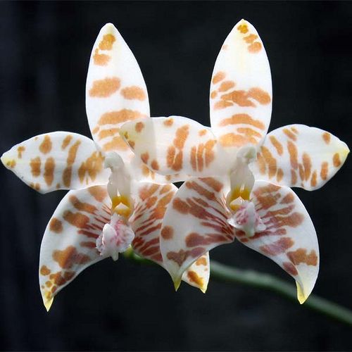 Phalaenopsis amboinensis ‘white form’ (Species)