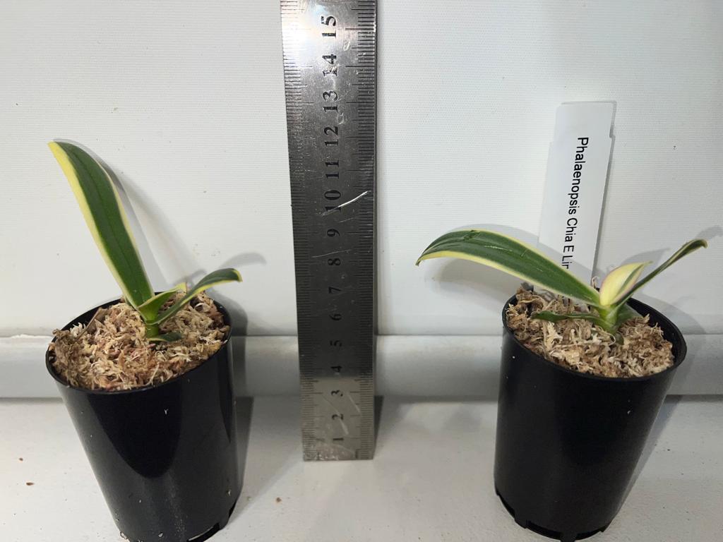 TOP - Phalaenopsis Chia E Lin Variegated Secondary image