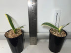 TOP - Phalaenopsis Chia E Lin Variegated