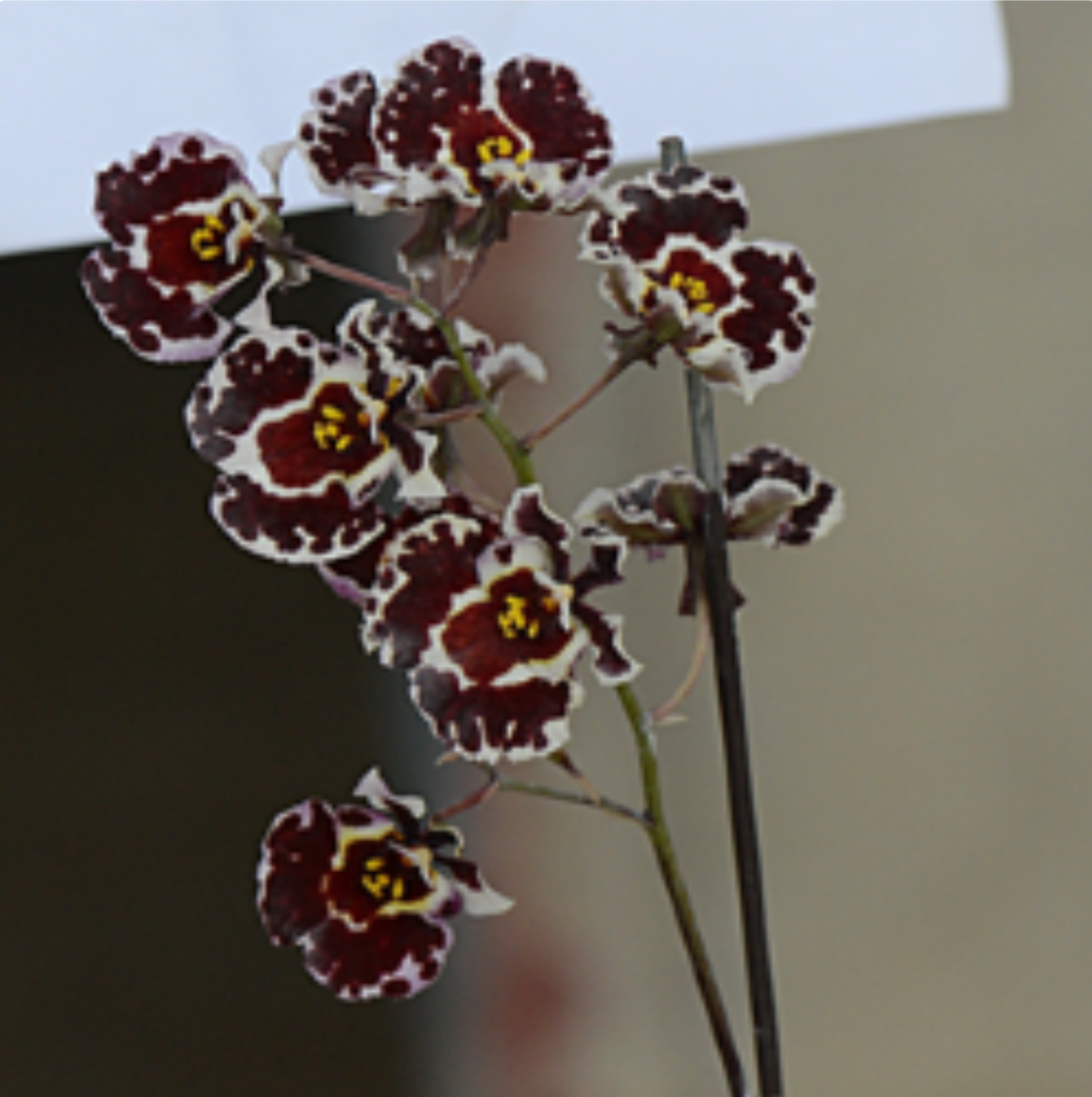 IN SPIKE! Tolumnia Golden Sunset 'Brownie' (Miniature) Main image